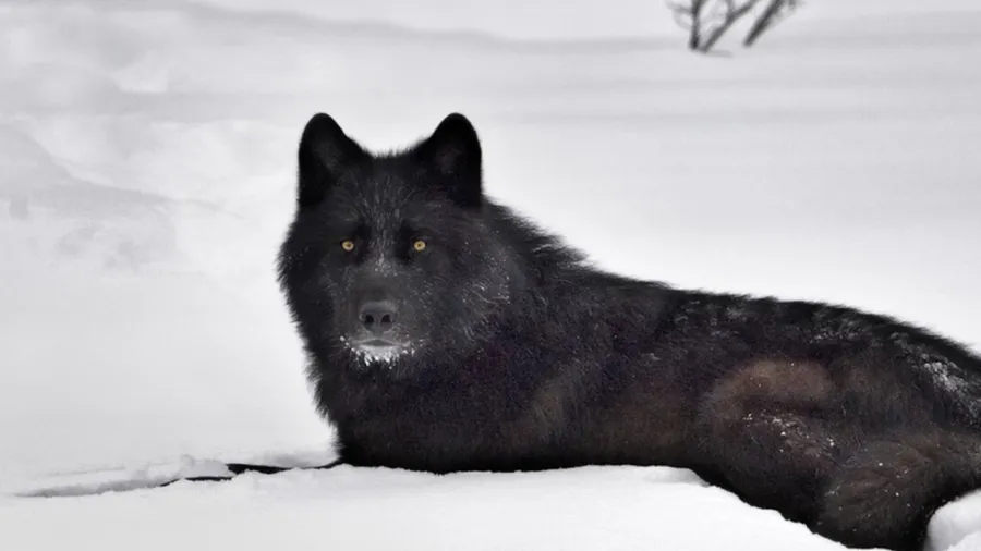 Black Wolf background