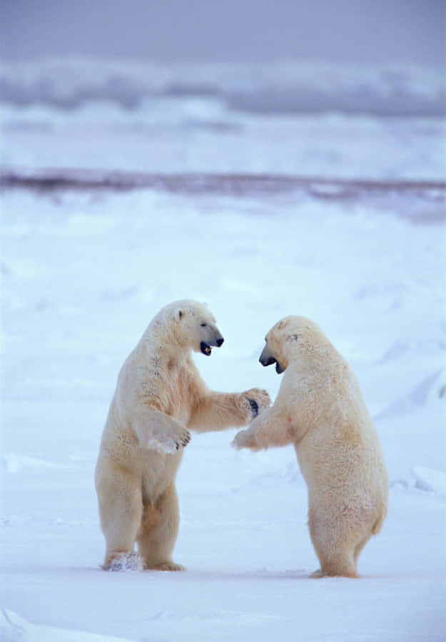 ZweiEisbären spielen im Schnee.