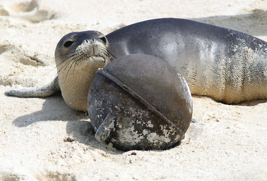 Foca Monge com Capacete na Praia