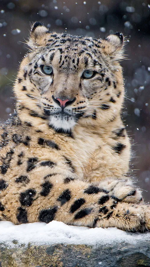 Leopard Background