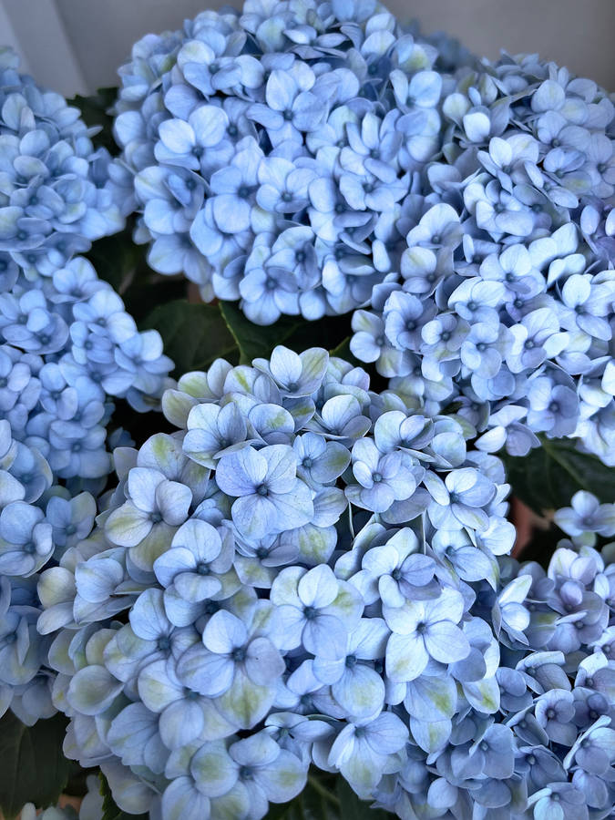 Cute Blå Æstetisk Hydrangea Blossom Tapet