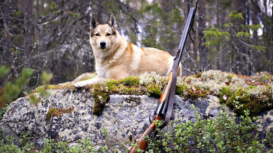 FokuseradJägare.