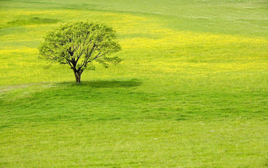 Forêt Verte Fonds d'écran