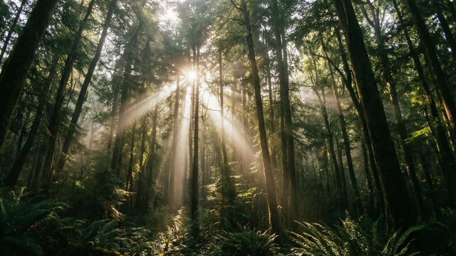 Forest Light Rays Wallpaper