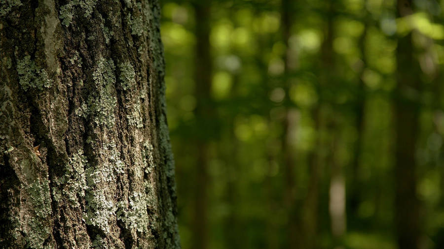 Close-up wallpaper of tree trunk on blurred green forest