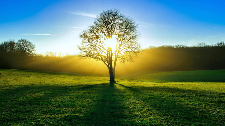 Summer sun on lone leafless tree by the forest wallpaper