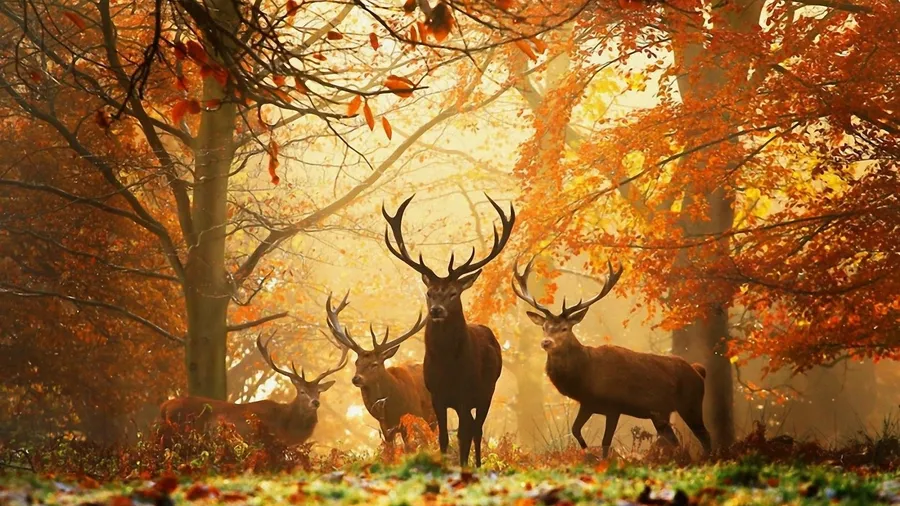 Cool Fall