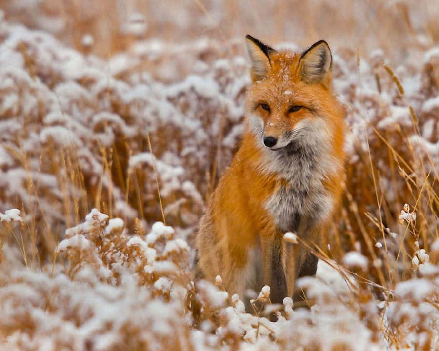 Fox background