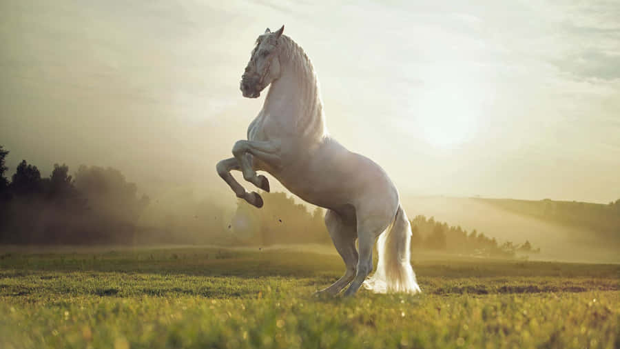 Ennysgerrig lille hest, der kigger på noget i afstanden.