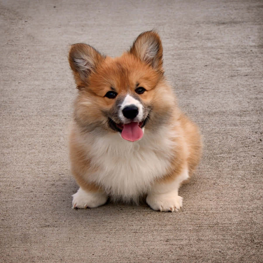 Englad Corgi smiler i sommersolen.