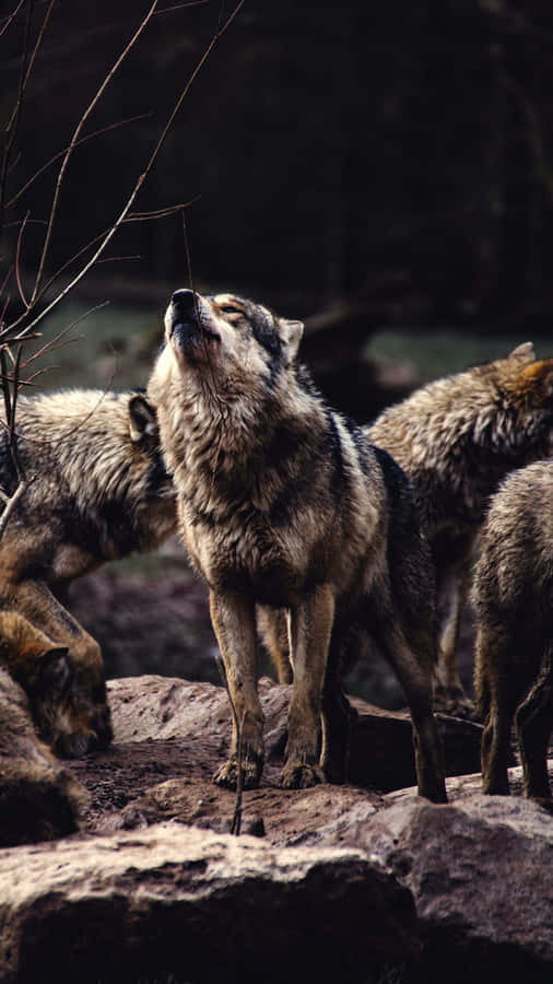 AlphaWolf 1080 x 1920 Hintergrundbild