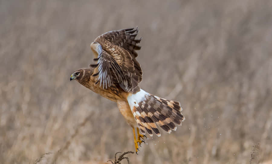 Harrier Majestoso em Voo