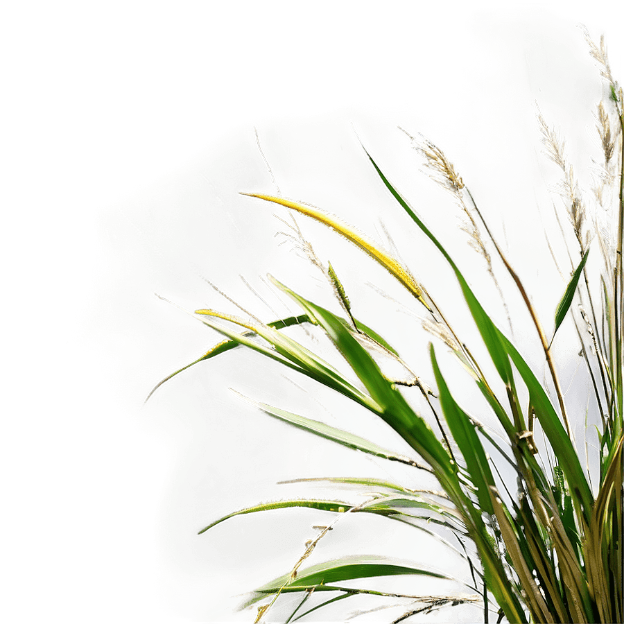 Tall Grass with Sunrays PNG 05252024