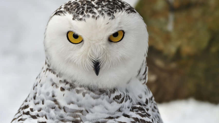 Maestosogufo delle nevi posato sulla neve.