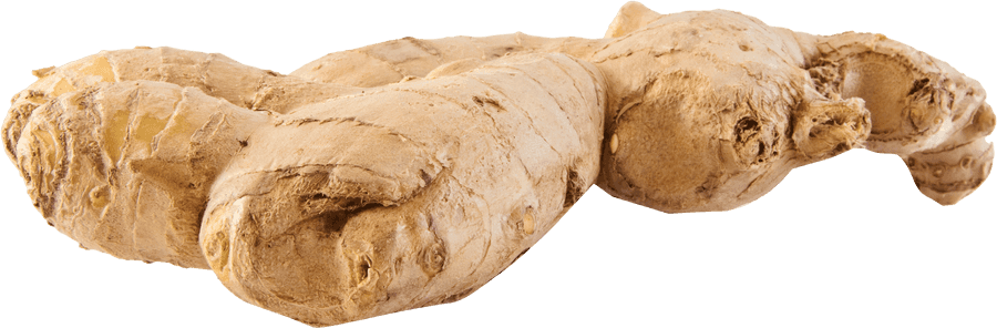 Fresh Ginger Root Isolated