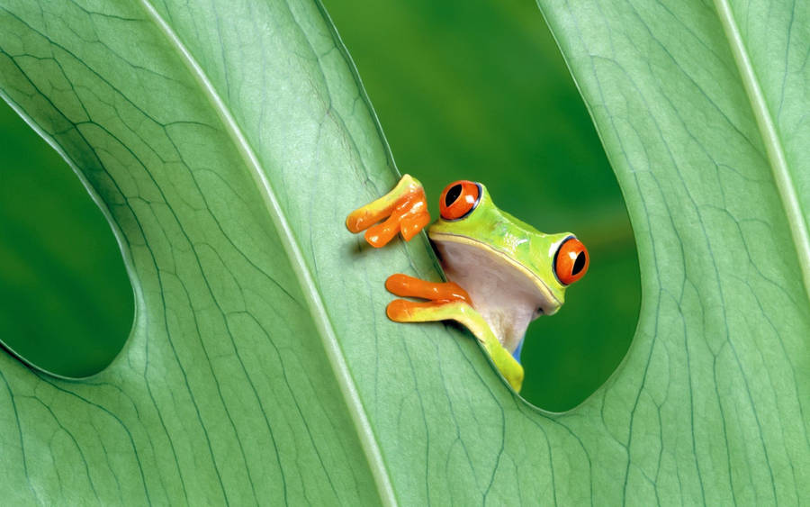 Frog Peeking Over Leaf Hole wallpaper