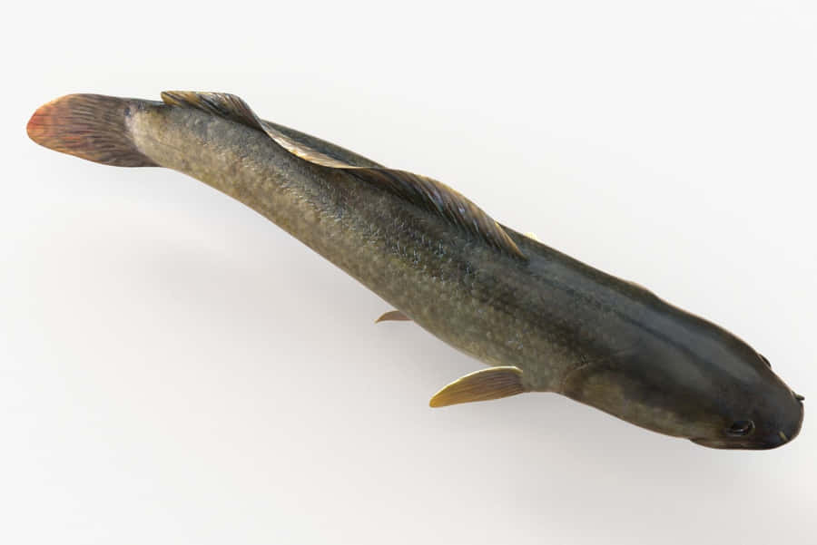 Bowfin fisk isolerad på vit bakgrund