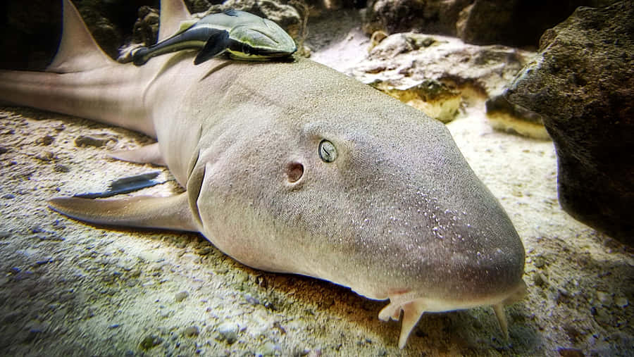 Ruhiger Unterwasser-Moment Mit Einem Nurse Shark