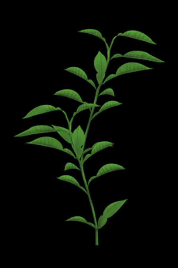 Green Plant Stem Leaves Black Background