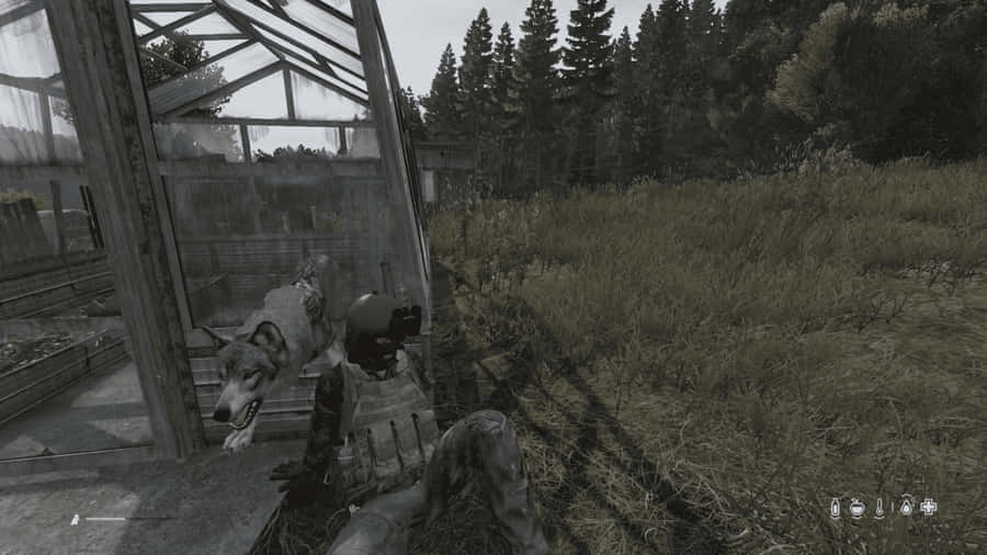 PersonagemCom Cão Papel de Parede 4K Modo Epoch do DayZ