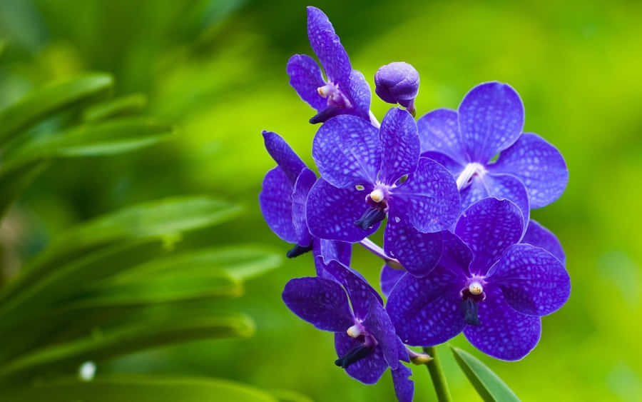 unosfondo con un fiore di orchidea viola in primo piano