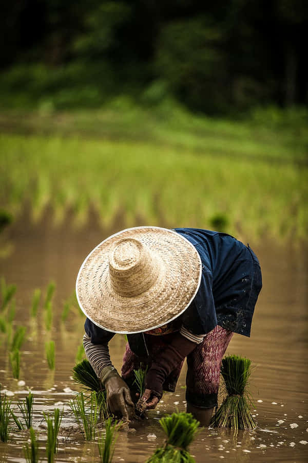Agriculteur de riz au travail