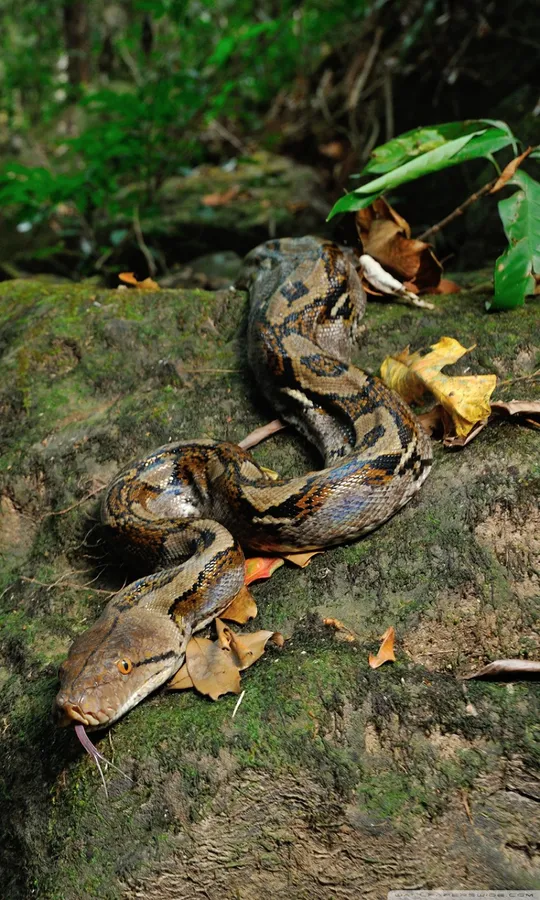 Python