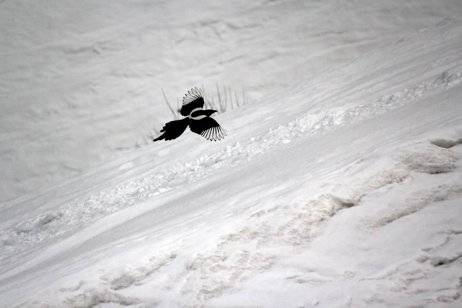 Fugl Flyr Over Kasakhstan Snø Bakgrunner