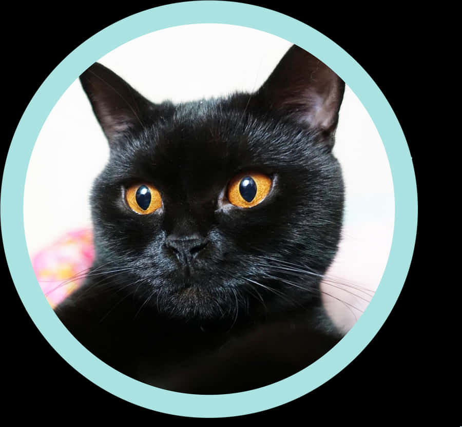 Transparent Cool Cat Png - Black Cat, Png Download