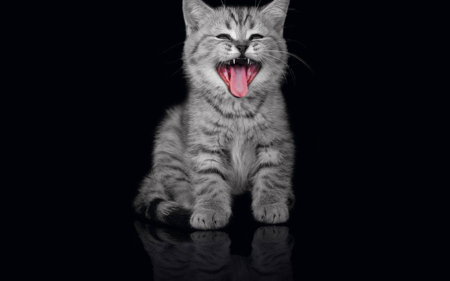 Funny Grey Cool Cat wallpaper