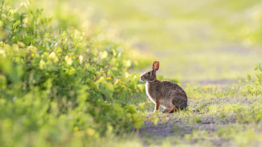 Coelho Cottontail na Campina