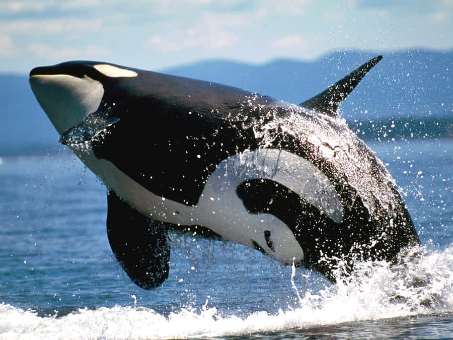 Orca springt nahe der Küste