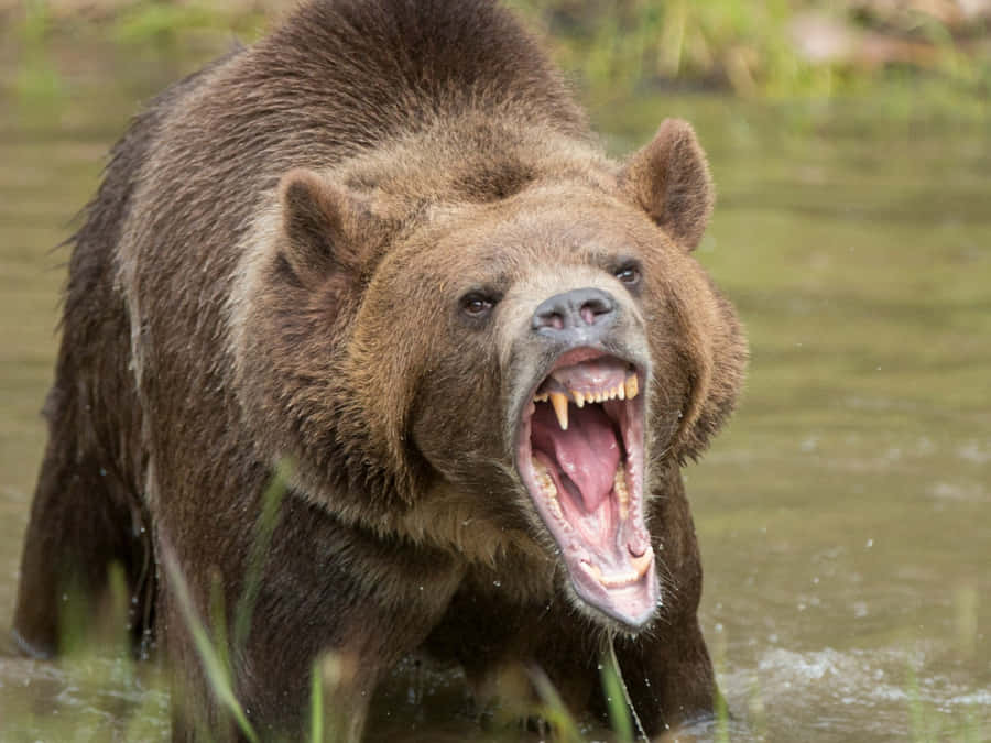 EinBär im Wasser.