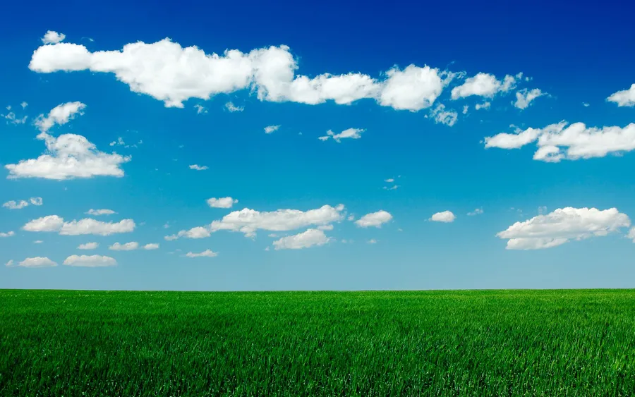 Grassy Background