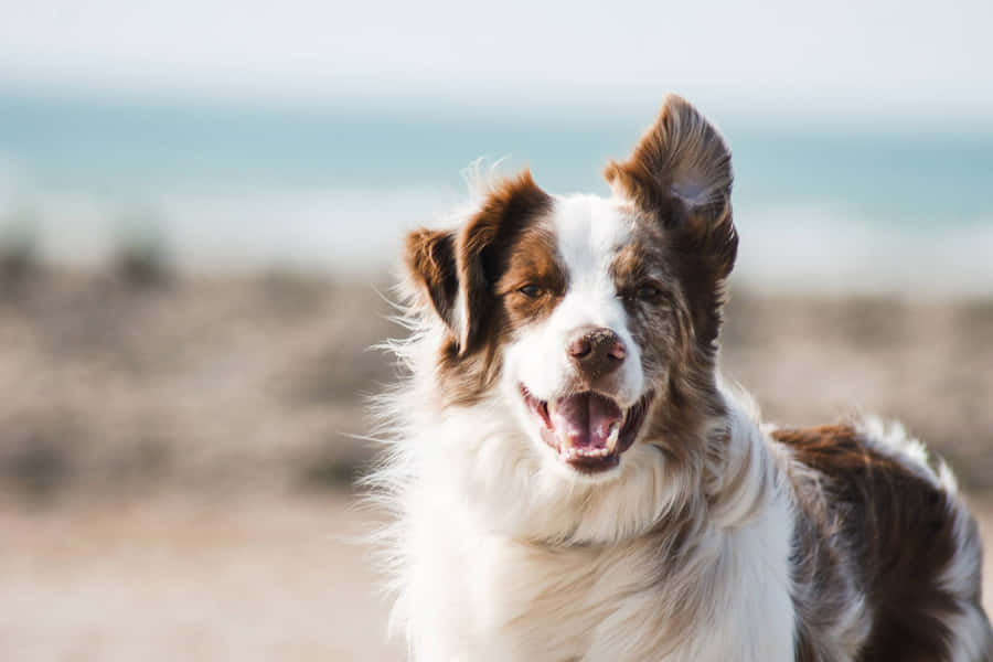 Einwunderschöner Border Collie auf dem Land