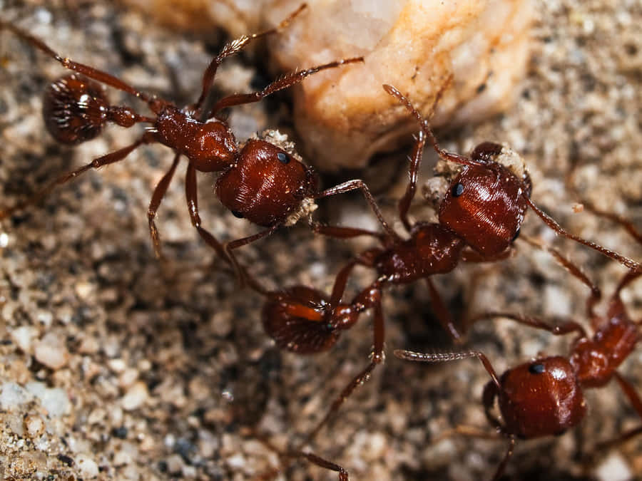 Formigas Colhedoras Trabalhando Juntas.jpg