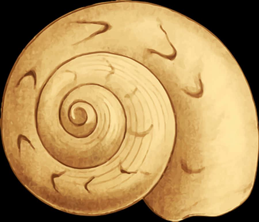 Golden_ Spiral_ Shell_ Illustration