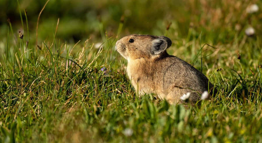 Pika in Campo Erboso