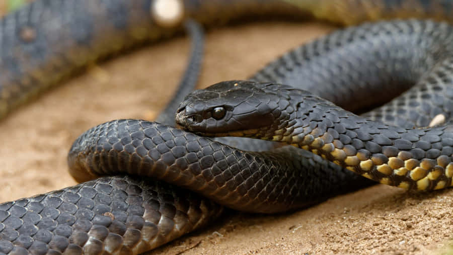 Serpente Tigre in Primo Piano
