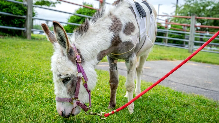 Donkey pictures