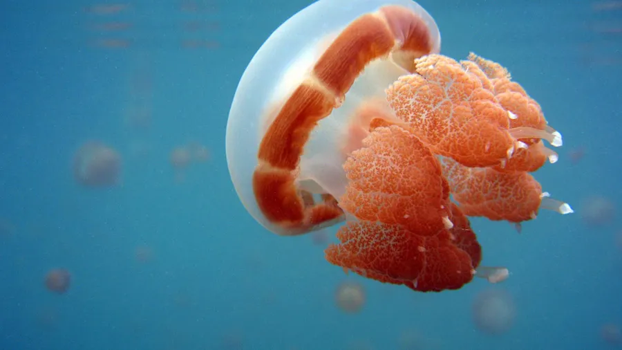 Jellyfish background