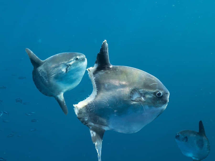 Famiglia di Pesci Luna Oceanici Mola Mola.jpg