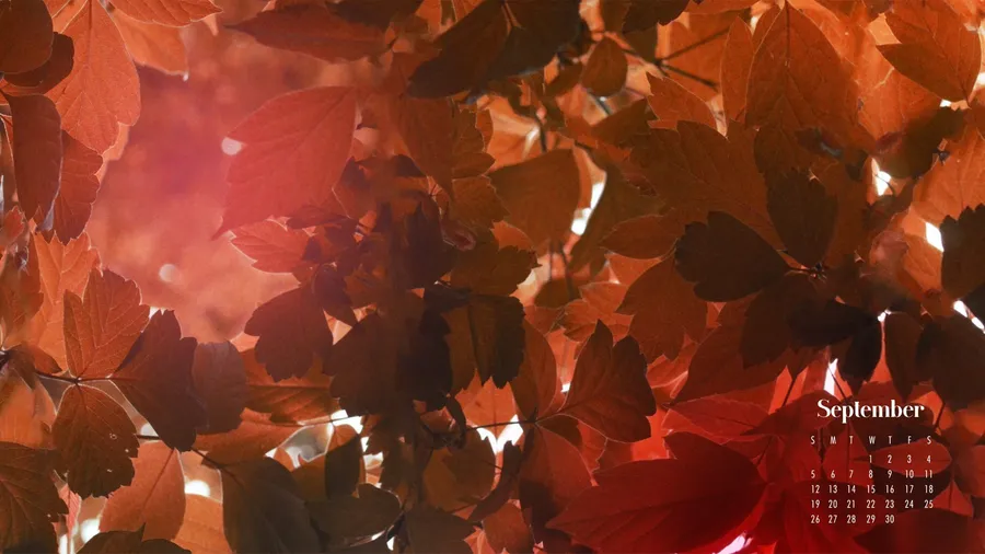 Aesthetic Fall background