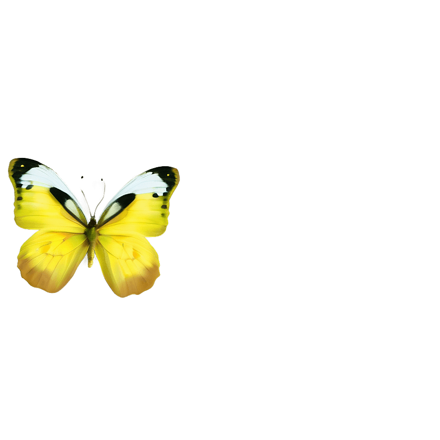 Yellow Butterfly Vector PNG ntk84