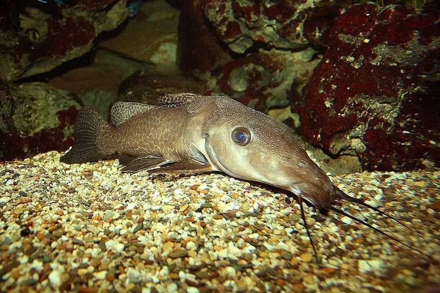 catfish