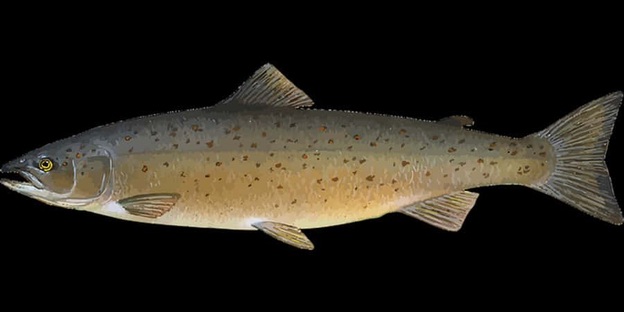 Atlantic Salmon Side View