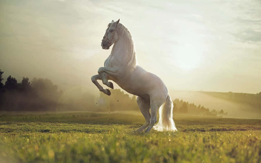 Majestätisches Pferd im Sonnenuntergangsfeld