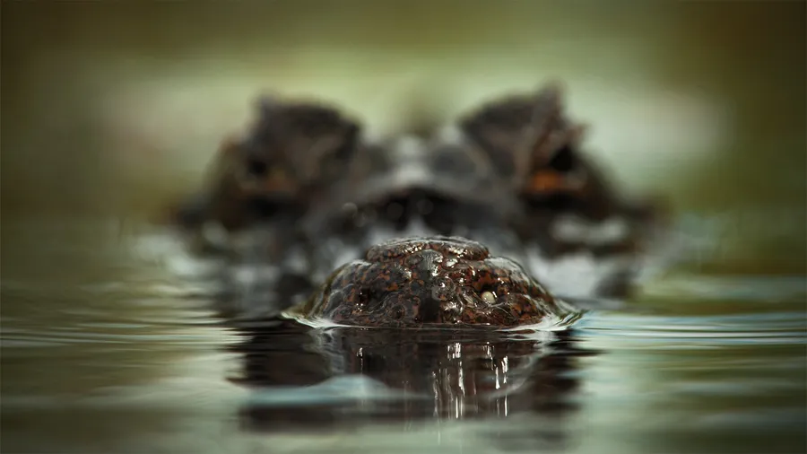 Alligator background