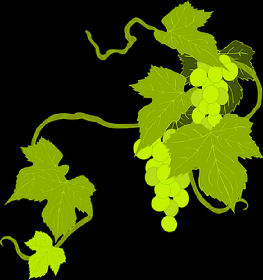 Green Grapevine Illustration