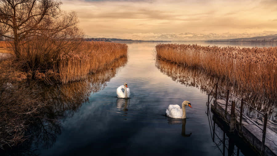Cisnes Serenos no Lago ao Pôr do Sol